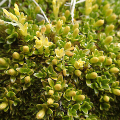 Macquarie Island; male flowers.<br>Photographer: Jane Gosden, Date taken: 20/03/2016, Licence: <a target='_blank' href='https://creativecommons.org/licenses/by-nc-sa/4.0'>CC BY-NC-SA</a>. <a class='member-message' href='/nzpcn/why-join-nzpcn/' target='_blank'>Members can view a larger version of this image.</a>