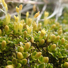 Macquarie Island; male flowers.<br>Photographer: Jane Gosden, Date taken: 20/03/2016, Licence: <a target='_blank' href='https://creativecommons.org/licenses/by-nc-sa/4.0'>CC BY-NC-SA</a>. <a class='member-message' href='/nzpcn/why-join-nzpcn/' target='_blank'>Members can view a larger version of this image.</a>
