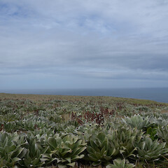 Macquarie Island.<br>Photographer: Jane Gosden, Date taken: 01/01/2016, Licence: <a target='_blank' href='https://creativecommons.org/licenses/by-nc-sa/4.0'>CC BY-NC-SA</a>. <a class='member-message' href='/nzpcn/why-join-nzpcn/' target='_blank'>Members can view a larger version of this image.</a>