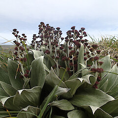 Macquarie Island.<br>Photographer: Jane Gosden, Date taken: 01/01/2016, Licence: <a target='_blank' href='https://creativecommons.org/licenses/by-nc-sa/4.0'>CC BY-NC-SA</a>. <a class='member-message' href='/nzpcn/why-join-nzpcn/' target='_blank'>Members can view a larger version of this image.</a>