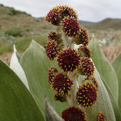 Macquarie Island.<br>Photographer: Jane Gosden, Date taken: 04/01/2016, Licence: <a target='_blank' href='https://creativecommons.org/licenses/by-nc-sa/4.0'>CC BY-NC-SA</a>. <a class='member-message' href='/nzpcn/why-join-nzpcn/' target='_blank'>Members can view a larger version of this image.</a>