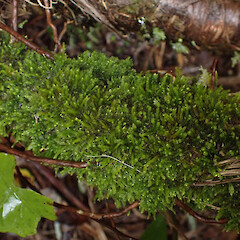 Corticolous in kiekie scrambles in broadleaf ridge forest, Waima Northland.<br>Photographer: Marley Ford, Date taken: 02/08/2024, Licence: <a target='_blank' href='https://creativecommons.org/licenses/by/4.0'>CC BY</a>. <a class='member-message' href='/nzpcn/why-join-nzpcn/' target='_blank'>Members can view a larger version of this image.</a>