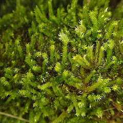 Corticolous in kiekie scrambles in broadleaf ridge forest, Waima Northland.<br>Photographer: Marley Ford, Date taken: 02/08/2024, Licence: <a target='_blank' href='https://creativecommons.org/licenses/by/4.0'>CC BY</a>. <a class='member-message' href='/nzpcn/why-join-nzpcn/' target='_blank'>Members can view a larger version of this image.</a>