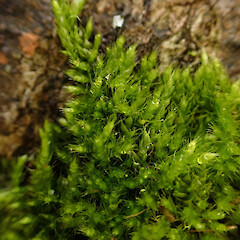 Large corticolous moss on Hoheria sexstylosa, Waimata Gisborne.<br>Photographer: Marley Ford, Date taken: 05/04/2024, Licence: <a target='_blank' href='https://creativecommons.org/licenses/by/4.0'>CC BY</a>. <a class='member-message' href='/nzpcn/why-join-nzpcn/' target='_blank'>Members can view a larger version of this image.</a>