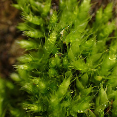 Large corticolous moss on Hoheria sexstylosa, Waimata Gisborne.<br>Photographer: Marley Ford, Date taken: 05/04/2024, Licence: <a target='_blank' href='https://creativecommons.org/licenses/by/4.0'>CC BY</a>. <a class='member-message' href='/nzpcn/why-join-nzpcn/' target='_blank'>Members can view a larger version of this image.</a>