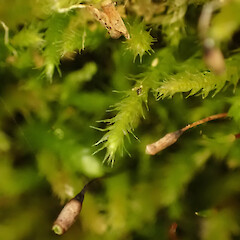 Large corticolous moss on Hoheria sexstylosa, Waimata Gisborne.<br>Photographer: Marley Ford, Date taken: 05/04/2024, Licence: <a target='_blank' href='https://creativecommons.org/licenses/by/4.0'>CC BY</a>. <a class='member-message' href='/nzpcn/why-join-nzpcn/' target='_blank'>Members can view a larger version of this image.</a>
