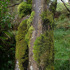 Large corticolous moss on Hoheria sexstylosa, Waimata Gisborne.<br>Photographer: Marley Ford, Date taken: 05/04/2024, Licence: <a target='_blank' href='https://creativecommons.org/licenses/by/4.0'>CC BY</a>. <a class='member-message' href='/nzpcn/why-join-nzpcn/' target='_blank'>Members can view a larger version of this image.</a>