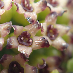 Macquarie Island: unusual colour form.<br>Photographer: Jane Gosden, Date taken: 23/01/2016, Licence: <a target='_blank' href='https://creativecommons.org/licenses/by-nc-sa/4.0'>CC BY-NC-SA</a>. <a class='member-message' href='/nzpcn/why-join-nzpcn/' target='_blank'>Members can view a larger version of this image.</a>