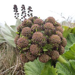 Macquarie Island: unusual colour form.<br>Photographer: Jane Gosden, Date taken: 23/01/2016, Licence: <a target='_blank' href='https://creativecommons.org/licenses/by-nc-sa/4.0'>CC BY-NC-SA</a>. <a class='member-message' href='/nzpcn/why-join-nzpcn/' target='_blank'>Members can view a larger version of this image.</a>