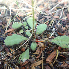Local in kanuka forest behind dunes, Pouto, Northland.<br>Photographer: Marley Ford, Date taken: 17/12/2021, Licence: <a target='_blank' href='https://creativecommons.org/licenses/by/4.0'>CC BY</a>. <a class='member-message' href='/nzpcn/why-join-nzpcn/' target='_blank'>Members can view a larger version of this image.</a>