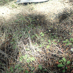 Local in kanuka forest behind dunes, Pouto, Northland.<br>Photographer: Marley Ford, Date taken: 17/12/2021, Licence: <a target='_blank' href='https://creativecommons.org/licenses/by/4.0'>CC BY</a>. <a class='member-message' href='/nzpcn/why-join-nzpcn/' target='_blank'>Members can view a larger version of this image.</a>