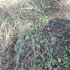 Local in kanuka forest behind dunes, Pouto, Northland.<br>Photographer: Marley Ford, Date taken: 17/12/2021, Licence: <a target='_blank' href='https://creativecommons.org/licenses/by-nc/4.0'>CC BY-NC</a>. <a class='member-message' href='/nzpcn/why-join-nzpcn/' target='_blank'>Members can view a larger version of this image.</a>