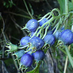 On cut roadside, Waima Northland.<br>Photographer: Marley Ford, Date taken: 09/05/2024, Licence: <a target='_blank' href='https://creativecommons.org/licenses/by/4.0'>CC BY</a>. <a class='member-message' href='/nzpcn/why-join-nzpcn/' target='_blank'>Members can view a larger version of this image.</a>