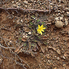In exposed ultramafic screes, Mavora, Southland.<br>Photographer: Marley Ford, Date taken: 13/03/2023, Licence: <a target='_blank' href='https://creativecommons.org/licenses/by/4.0'>CC BY</a>. <a class='member-message' href='/nzpcn/why-join-nzpcn/' target='_blank'>Members can view a larger version of this image.</a>