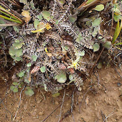In exposed ultramafic screes, Mavora, Southland.<br>Photographer: Marley Ford, Date taken: 17/03/2023, Licence: <a target='_blank' href='https://creativecommons.org/licenses/by/4.0'>CC BY</a>. <a class='member-message' href='/nzpcn/why-join-nzpcn/' target='_blank'>Members can view a larger version of this image.</a>