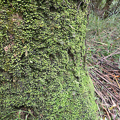 Corticolous at the base of cabbage tree in swamp forest with Racopilum, Taipu Doubtless Bay.<br>Photographer: Marley Ford, Date taken: 25/04/2023, Licence: <a target='_blank' href='https://creativecommons.org/licenses/by-nc/4.0'>CC BY-NC</a>. <a class='member-message' href='/nzpcn/why-join-nzpcn/' target='_blank'>Members can view a larger version of this image.</a>