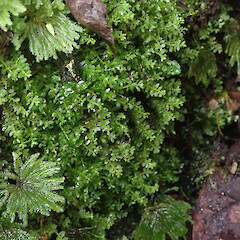 Local on wet rock face, Rawene Northland.<br>Photographer: Marley Ford, Date taken: 08/08/2021, Licence: <a target='_blank' href='https://creativecommons.org/licenses/by-nc/4.0'>CC BY-NC</a>. <a class='member-message' href='/nzpcn/why-join-nzpcn/' target='_blank'>Members can view a larger version of this image.</a>