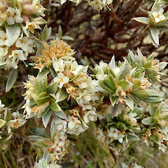 On limestone, in Marlborough.<br>Photographer: Rowan Hindmarsh-Walls, Licence: <a target='_blank' href='https://creativecommons.org/licenses/by-nc/4.0'>CC BY-NC</a>. <a class='member-message' href='/nzpcn/why-join-nzpcn/' target='_blank'>Members can view a larger version of this image.</a>