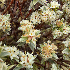 On limestone, in Marlborough.<br>Photographer: Rowan Hindmarsh-Walls, Licence: <a target='_blank' href='https://creativecommons.org/licenses/by-nc/4.0'>CC BY-NC</a>. <a class='member-message' href='/nzpcn/why-join-nzpcn/' target='_blank'>Members can view a larger version of this image.</a>