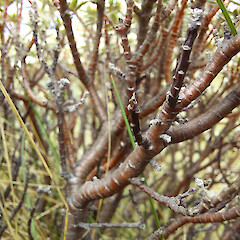 On limestone, in Marlborough.<br>Photographer: Rowan Hindmarsh-Walls, Licence: <a target='_blank' href='https://creativecommons.org/licenses/by-nc/4.0'>CC BY-NC</a>. <a class='member-message' href='/nzpcn/why-join-nzpcn/' target='_blank'>Members can view a larger version of this image.</a>