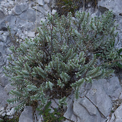 On limestone, in Marlborough.<br>Photographer: Oscar Grant, Licence: <a target='_blank' href='https://creativecommons.org/licenses/by-nc/4.0'>CC BY-NC</a>. <a class='member-message' href='/nzpcn/why-join-nzpcn/' target='_blank'>Members can view a larger version of this image.</a>