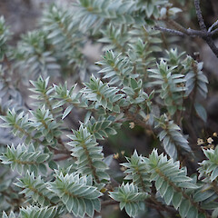 On limestone, in Marlborough.<br>Photographer: Oscar Grant, Licence: <a target='_blank' href='https://creativecommons.org/licenses/by-nc/4.0'>CC BY-NC</a>. <a class='member-message' href='/nzpcn/why-join-nzpcn/' target='_blank'>Members can view a larger version of this image.</a>