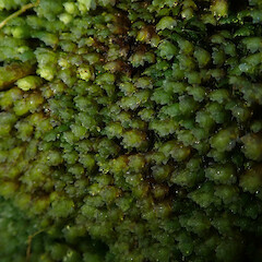 Local on wet seeps over basalt rock, Waima, Northland.<br>Photographer: Marley Ford, Date taken: 02/11/2019, Licence: <a target='_blank' href='https://creativecommons.org/licenses/by-nc/4.0'>CC BY-NC</a>. <a class='member-message' href='/nzpcn/why-join-nzpcn/' target='_blank'>Members can view a larger version of this image.</a>
