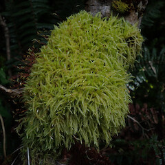 Corticolous moss, Mt Owen, Tasman.<br>Photographer: Marley Ford, Date taken: 04/01/2021, Licence: <a target='_blank' href='https://creativecommons.org/licenses/by-nd/4.0'>CC BY-ND</a>. <a class='member-message' href='/nzpcn/why-join-nzpcn/' target='_blank'>Members can view a larger version of this image.</a>