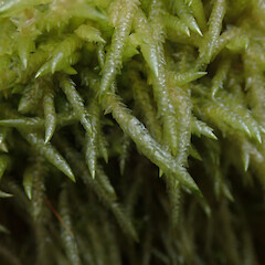 Corticolous moss, Mt Owen, Tasman.<br>Photographer: Marley Ford, Date taken: 04/01/2021, Licence: <a target='_blank' href='https://creativecommons.org/licenses/by-nd/4.0'>CC BY-ND</a>. <a class='member-message' href='/nzpcn/why-join-nzpcn/' target='_blank'>Members can view a larger version of this image.</a>