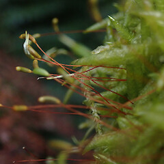 Corticolous moss, Mt Owen, Tasman.<br>Photographer: Marley Ford, Date taken: 04/01/2021, Licence: <a target='_blank' href='https://creativecommons.org/licenses/by-nd/4.0'>CC BY-ND</a>. <a class='member-message' href='/nzpcn/why-join-nzpcn/' target='_blank'>Members can view a larger version of this image.</a>