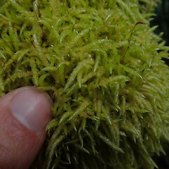 Corticolous moss, Mt Owen, Tasman.<br>Photographer: Marley Ford, Date taken: 04/01/2021, Licence: <a target='_blank' href='https://creativecommons.org/licenses/by-nd/4.0'>CC BY-ND</a>. <a class='member-message' href='/nzpcn/why-join-nzpcn/' target='_blank'>Members can view a larger version of this image.</a>