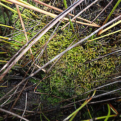 Growing at the base of oioi in wetlands, Freshwater Swamp, Stewart Island.<br>Photographer: Marley Ford, Date taken: 04/03/2023, Licence: <a target='_blank' href='https://creativecommons.org/licenses/by-nd/4.0'>CC BY-ND</a>. <a class='member-message' href='/nzpcn/why-join-nzpcn/' target='_blank'>Members can view a larger version of this image.</a>