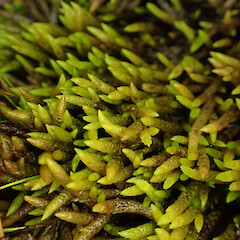 Acrocladium chlamydophyllum