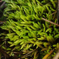 Growing at the base of oioi in wetlands, Freshwater Swamp, Stewart Island.<br>Photographer: Marley Ford, Date taken: 04/03/2023, Licence: <a target='_blank' href='https://creativecommons.org/licenses/by-nd/4.0'>CC BY-ND</a>. <a class='member-message' href='/nzpcn/why-join-nzpcn/' target='_blank'>Members can view a larger version of this image.</a>