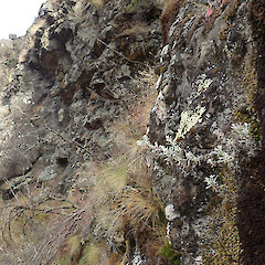 Marlborough.<br>Photographer: Melissa Hutchison, Date taken: 27/03/2021, Licence: <a target='_blank' href='https://creativecommons.org/licenses/by-nc/4.0'>CC BY-NC</a>. <a class='member-message' href='/nzpcn/why-join-nzpcn/' target='_blank'>Members can view a larger version of this image.</a>