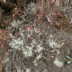 Marlborough.<br>Photographer: Melissa Hutchison, Date taken: 27/03/2021, Licence: <a target='_blank' href='https://creativecommons.org/licenses/by-nc/4.0'>CC BY-NC</a>. <a class='member-message' href='/nzpcn/why-join-nzpcn/' target='_blank'>Members can view a larger version of this image.</a>