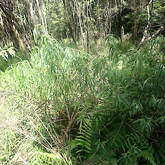 In regenerating forest, Pipiwai, Northland.<br>Photographer: Marley Ford, Date taken: 01/11/2022, Licence: <a target='_blank' href='https://creativecommons.org/licenses/by-nd/4.0'>CC BY-ND</a>. <a class='member-message' href='/nzpcn/why-join-nzpcn/' target='_blank'>Members can view a larger version of this image.</a>