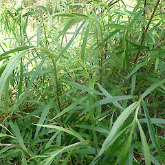 In regenerating forest, Pipiwai, Northland.<br>Photographer: Marley Ford, Date taken: 01/11/2022, Licence: <a target='_blank' href='https://creativecommons.org/licenses/by-nd/4.0'>CC BY-ND</a>. <a class='member-message' href='/nzpcn/why-join-nzpcn/' target='_blank'>Members can view a larger version of this image.</a>