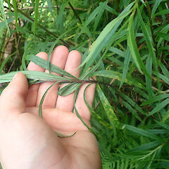 In regenerating forest, Pipiwai, Northland.<br>Photographer: Marley Ford, Date taken: 01/11/2022, Licence: <a target='_blank' href='https://creativecommons.org/licenses/by-nd/4.0'>CC BY-ND</a>. <a class='member-message' href='/nzpcn/why-join-nzpcn/' target='_blank'>Members can view a larger version of this image.</a>