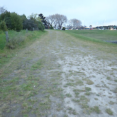 Next to Christchurch motorway.<br>Photographer: Melissa Hutchison, Date taken: 13/09/2025, Licence: <a target='_blank' href='https://creativecommons.org/licenses/by-nc/4.0'>CC BY-NC</a>. <a class='member-message' href='/nzpcn/why-join-nzpcn/' target='_blank'>Members can view a larger version of this image.</a>