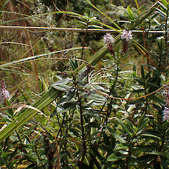 On rock bluffs, Waima, Northland.<br>Photographer: Marley Ford, Date taken: 17/05/2024, Licence: <a target='_blank' href='https://creativecommons.org/licenses/by-nd/4.0'>CC BY-ND</a>. <a class='member-message' href='/nzpcn/why-join-nzpcn/' target='_blank'>Members can view a larger version of this image.</a>