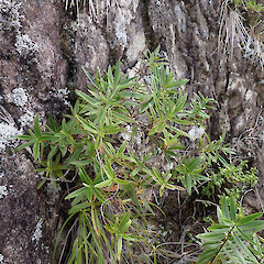 On rock bluffs, Waima, Northland.<br>Photographer: Marley Ford, Date taken: 09/05/2024, Licence: <a target='_blank' href='https://creativecommons.org/licenses/by-nd/4.0'>CC BY-ND</a>. <a class='member-message' href='/nzpcn/why-join-nzpcn/' target='_blank'>Members can view a larger version of this image.</a>