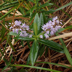 On rock bluffs, Waima, Northland.<br>Photographer: Marley Ford, Date taken: 24/07/2024, Licence: <a target='_blank' href='https://creativecommons.org/licenses/by-nd/4.0'>CC BY-ND</a>. <a class='member-message' href='/nzpcn/why-join-nzpcn/' target='_blank'>Members can view a larger version of this image.</a>