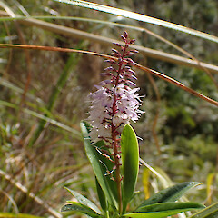 On rock bluffs, Waima, Northland.<br>Photographer: Marley Ford, Date taken: 17/05/2024, Licence: <a target='_blank' href='https://creativecommons.org/licenses/by-nd/4.0'>CC BY-ND</a>. <a class='member-message' href='/nzpcn/why-join-nzpcn/' target='_blank'>Members can view a larger version of this image.</a>