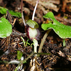 Photographer: Matt Ward, Licence: All rights reserved. <a class='member-message' href='/nzpcn/why-join-nzpcn/' target='_blank'>Members can view a larger version of this image.</a>