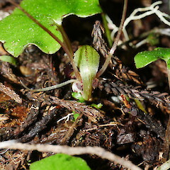 Photographer: Matt Ward, Licence: All rights reserved. <a class='member-message' href='/nzpcn/why-join-nzpcn/' target='_blank'>Members can view a larger version of this image.</a>