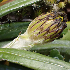 Taranaki Maunga.<br>Photographer: Jane Gosden, Date taken: 30/12/2022, Licence: <a target='_blank' href='https://creativecommons.org/licenses/by-nc-sa/4.0'>CC BY-NC-SA</a>. <a class='member-message' href='/nzpcn/why-join-nzpcn/' target='_blank'>Members can view a larger version of this image.</a>