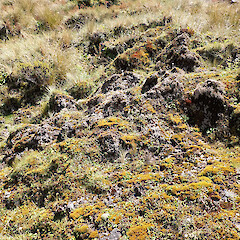 Taranaki Maunga; habitat.<br>Photographer: Jane Gosden, Date taken: 30/12/2022, Licence: <a target='_blank' href='https://creativecommons.org/licenses/by-nc-sa/4.0'>CC BY-NC-SA</a>. <a class='member-message' href='/nzpcn/why-join-nzpcn/' target='_blank'>Members can view a larger version of this image.</a>