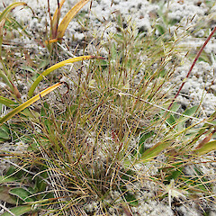 Hakatere Basin.<br>Photographer: Jane Gosden, Date taken: 10/01/2020, Licence: <a target='_blank' href='https://creativecommons.org/licenses/by-nc-sa/4.0'>CC BY-NC-SA</a>.