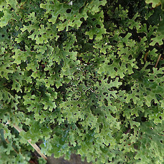 Pseudocyphellaria carpoloma